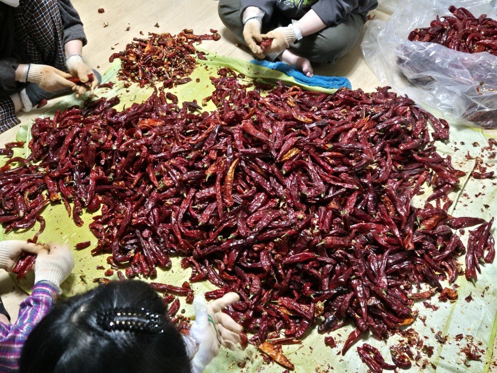 마른 고추 손질