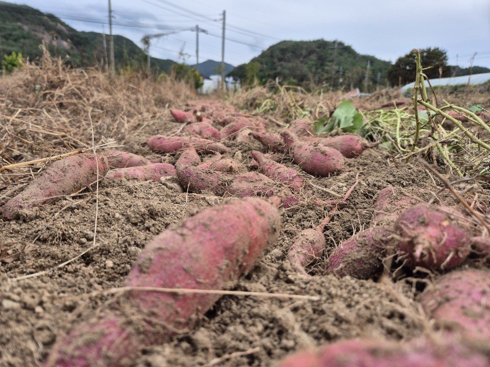 고구마